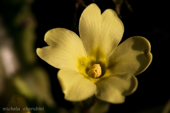 Primula vulgaris