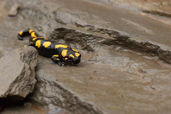 salamandrina pezzata - Salamandra salamandra, juv.