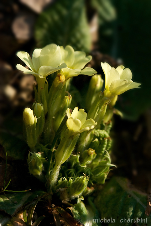 Primula vulgaris