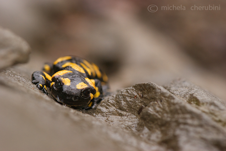 salamandrina pezzata - Salamandra salamandra, juv.