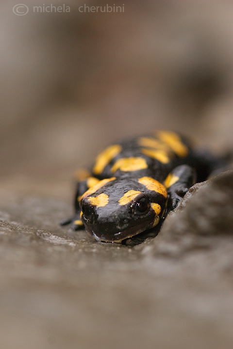 salamandrina pezzata - Salamandra salamandra, juv.