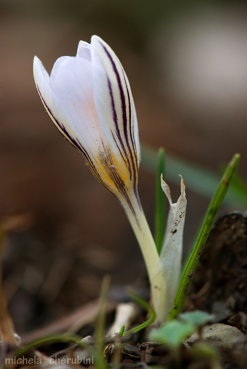 Crocus biflorus