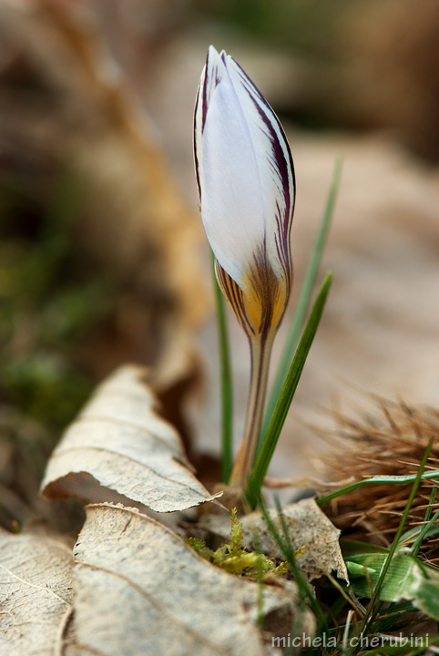 Crocus biflorus