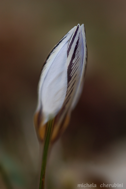 Crocus biflorus