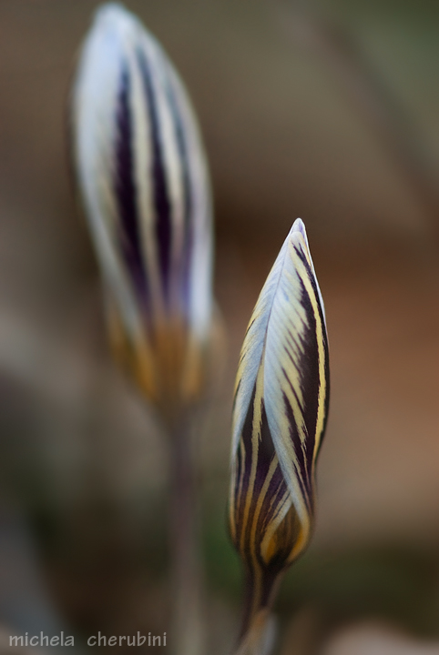 Crocus biflorus