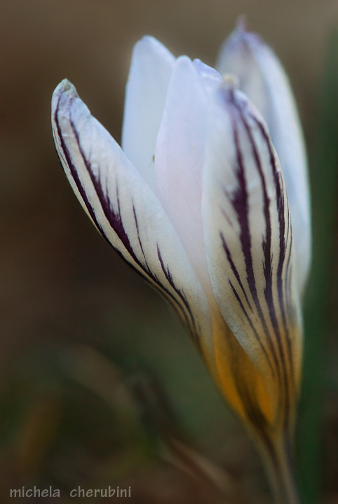 Crocus biflorus