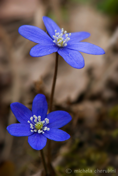 Hepatica nobilis