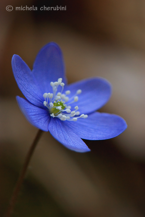 Hepatica nobilis