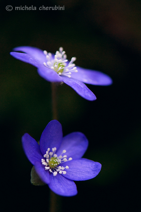 Hepatica nobilis