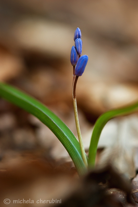 Scilla bifolia / Scilla dei boschi