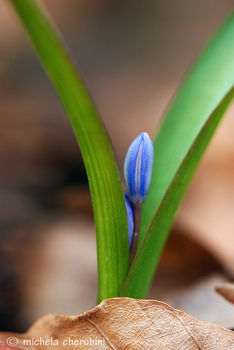 Scilla bifolia / Scilla dei boschi