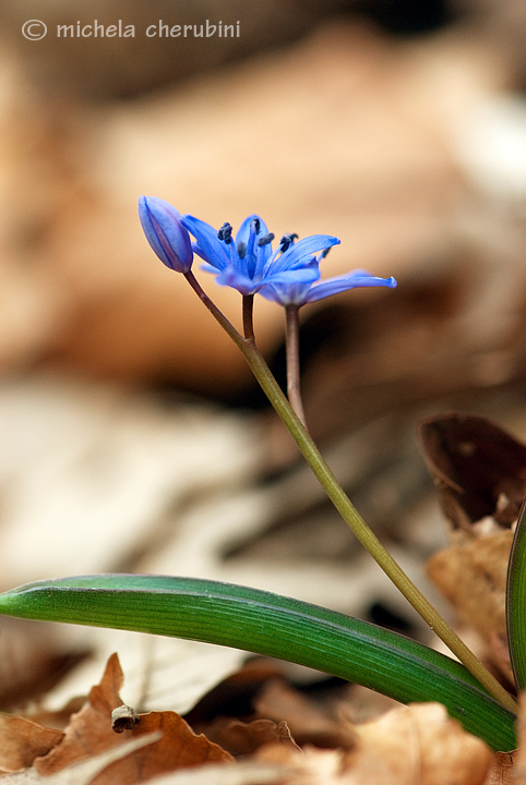 Scilla bifolia / Scilla dei boschi