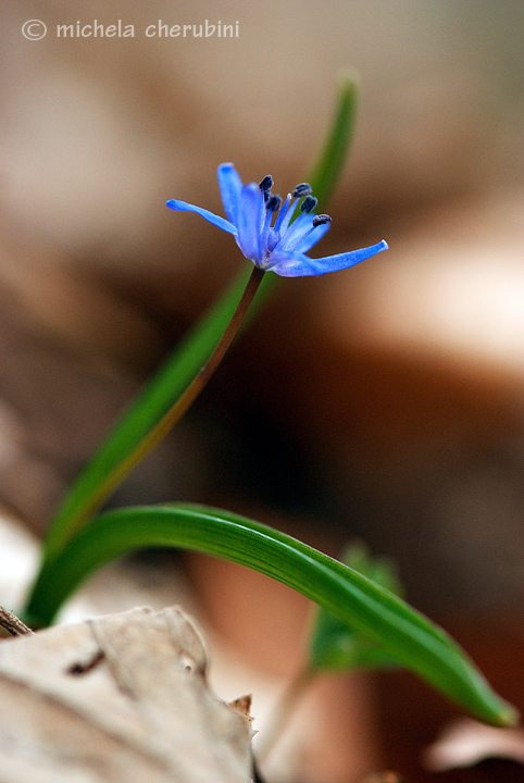 Scilla bifolia / Scilla dei boschi