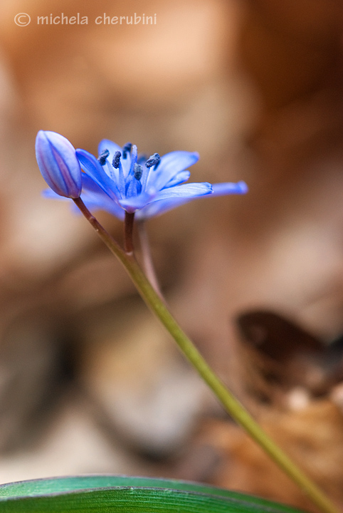 Scilla bifolia / Scilla dei boschi