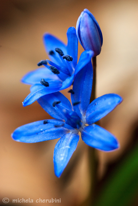 Scilla bifolia / Scilla dei boschi