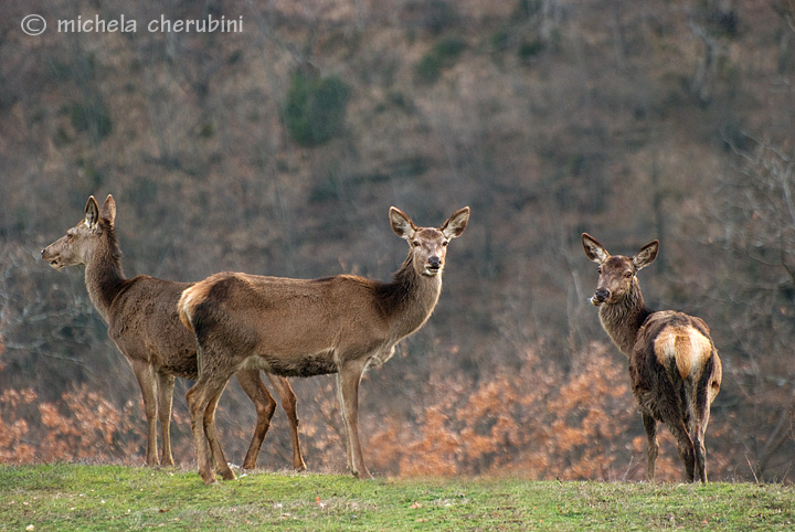 PASSIONE PER IL CERVO