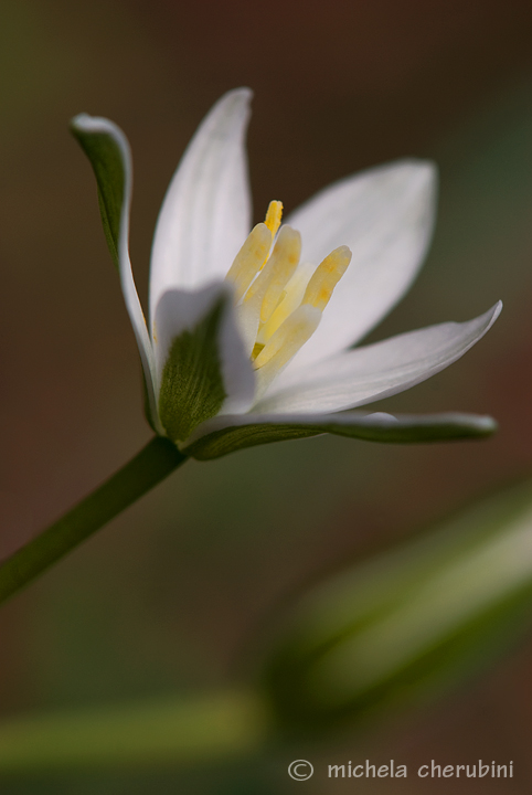 fiore e cavalletta