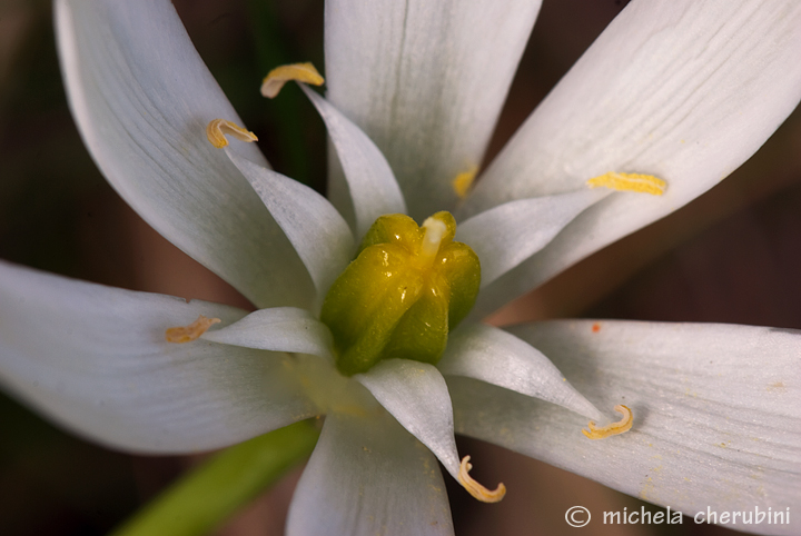 fiore e cavalletta