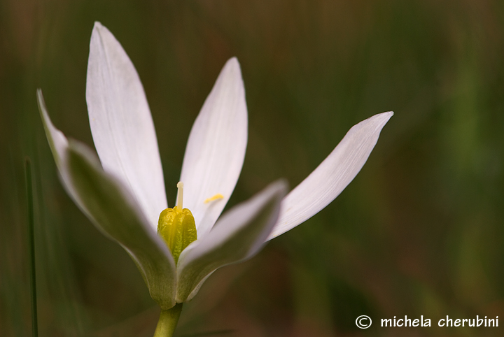 fiore e cavalletta