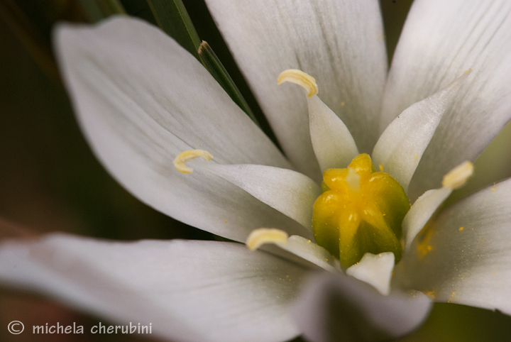 fiore e cavalletta