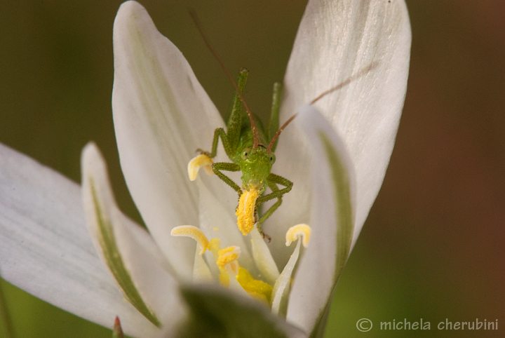 fiore e cavalletta