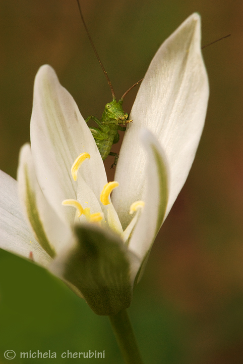 fiore e cavalletta