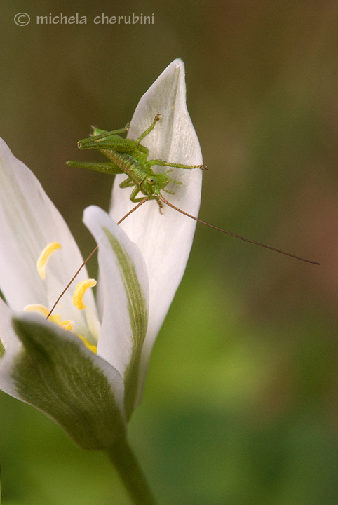 fiore e cavalletta