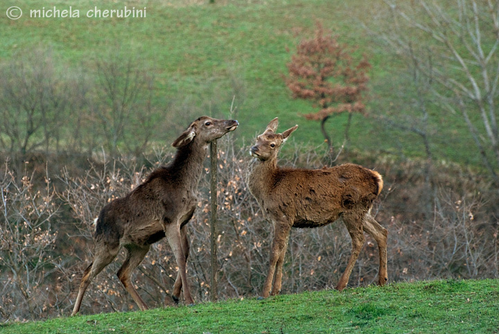 Mammalia .... che ridere!