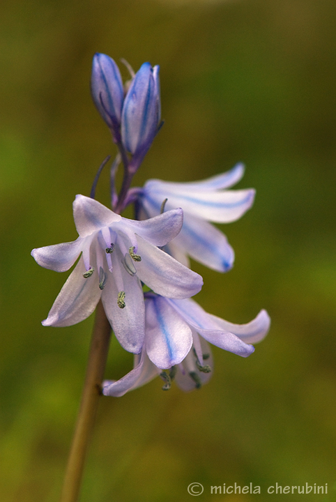 fiore del giardino di casa