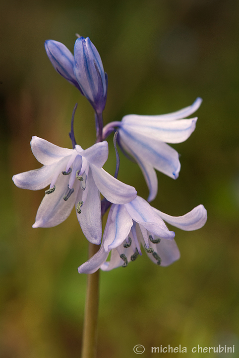 fiore del giardino di casa