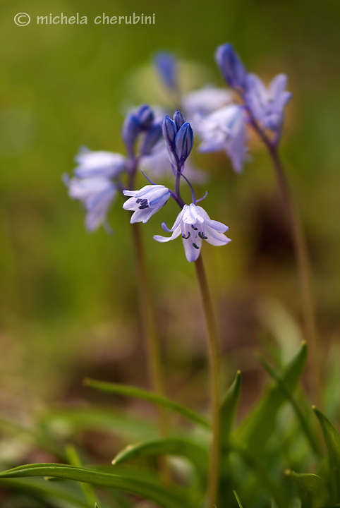 fiore del giardino di casa