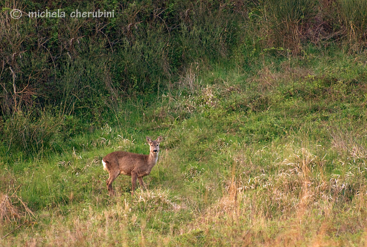 Il Capriolo