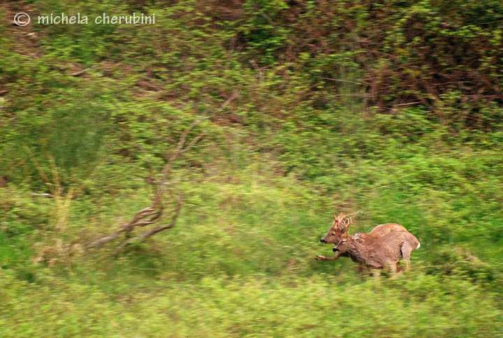 Il Capriolo