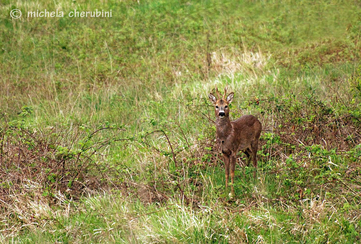 Il Capriolo