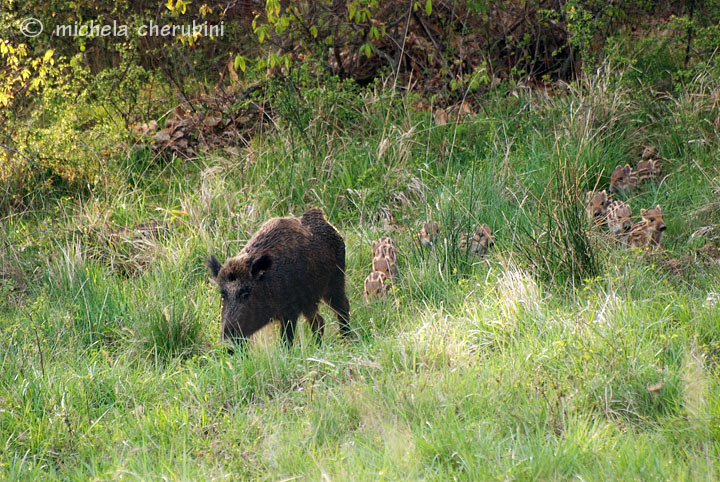 IL CINGHIALE