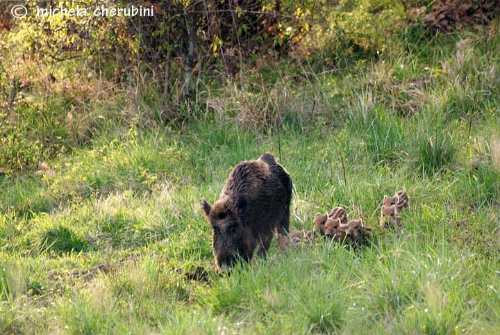 IL CINGHIALE