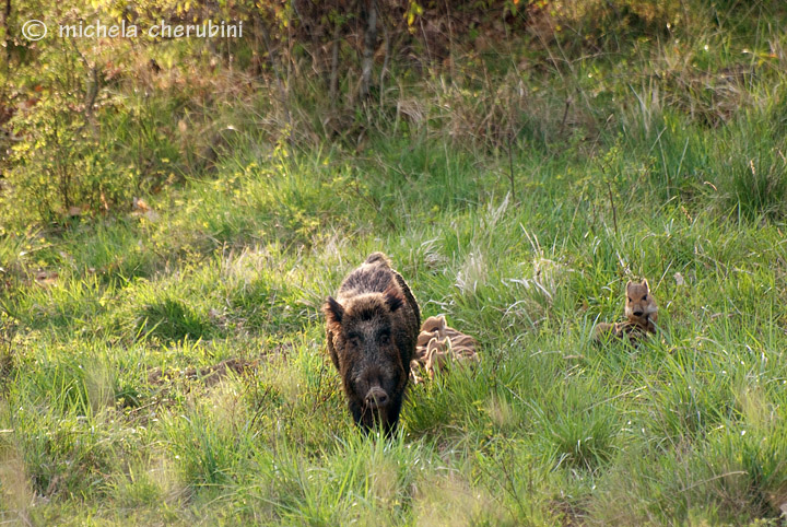 IL CINGHIALE