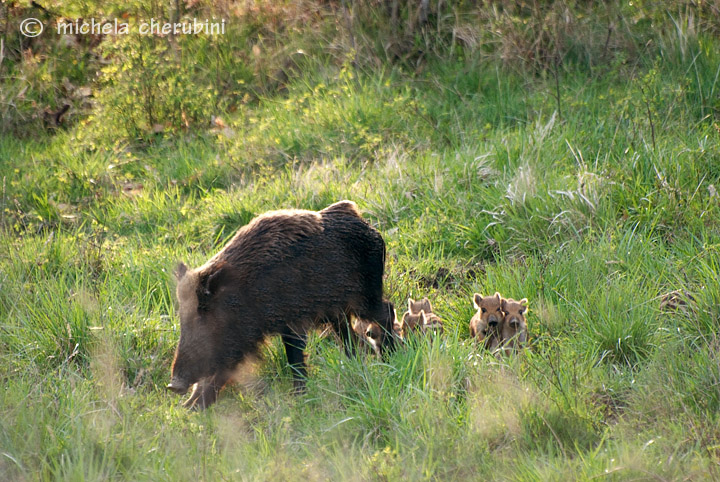 IL CINGHIALE