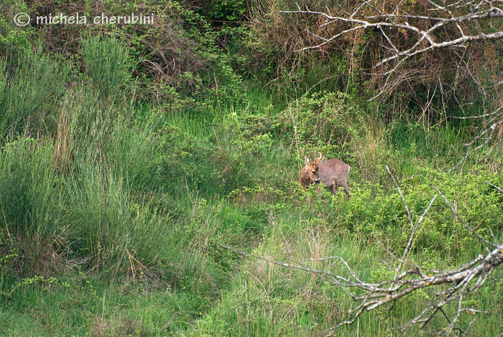 Il Capriolo