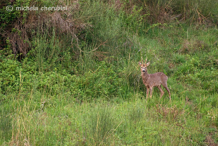 Il Capriolo