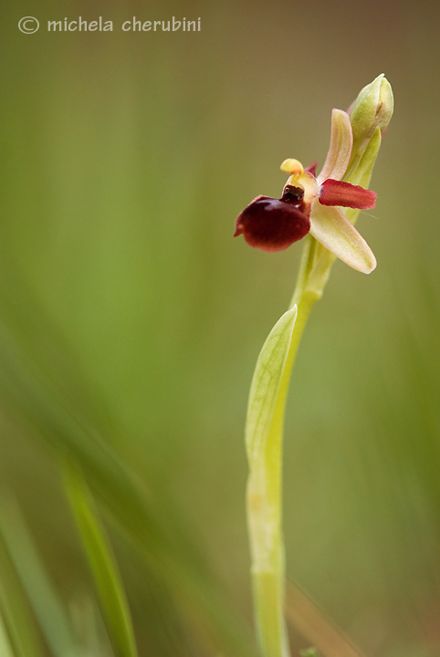 orchidee 2