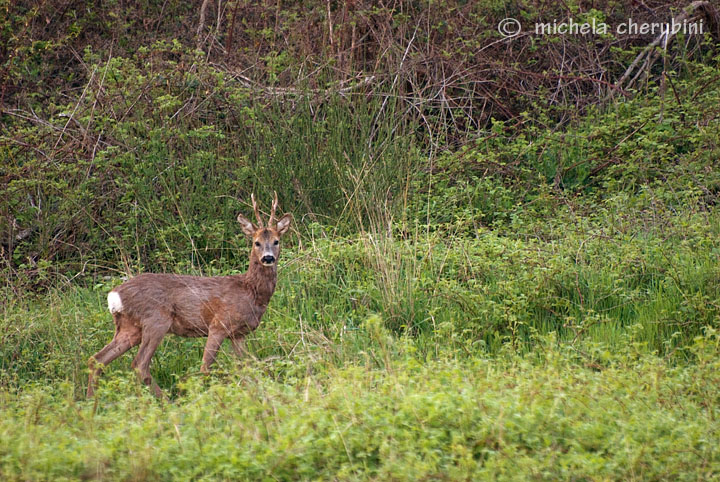 Il Capriolo