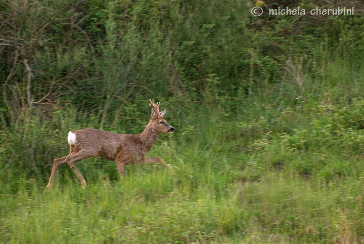 Il Capriolo