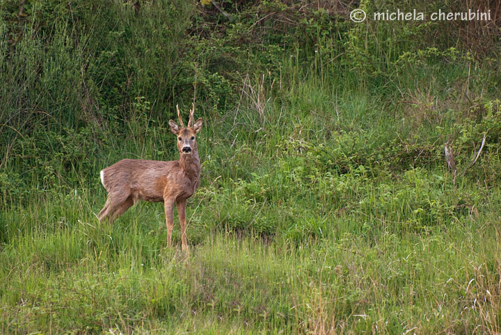 Il Capriolo