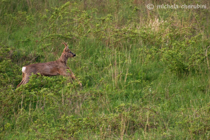 Il Capriolo