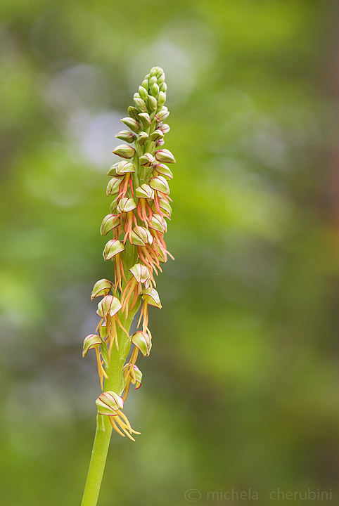 varie orchidee da determinare,qualcuno mi aiuta?