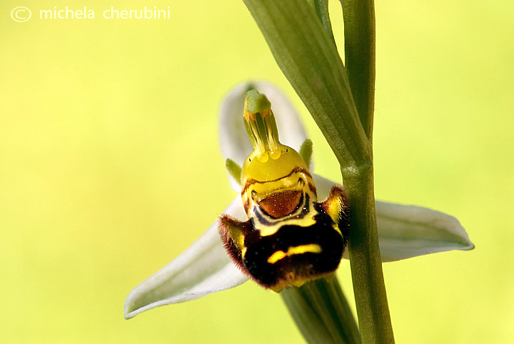 Ophrys apifera   (ophrys fuciflora?)