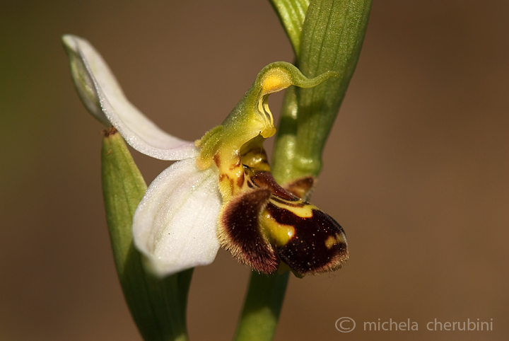 Ophrys apifera   (ophrys fuciflora?)