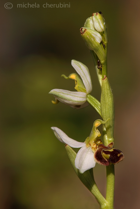 Ophrys apifera   (ophrys fuciflora?)