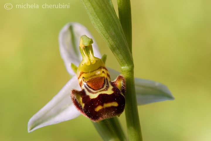 Ophrys apifera   (ophrys fuciflora?)